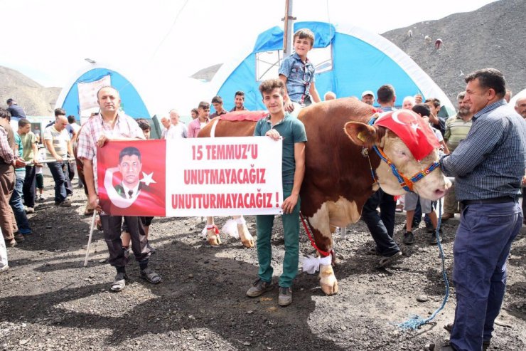 En büyük ve en güzel kurbanlıklar Sultangazi’de podyuma çıktı