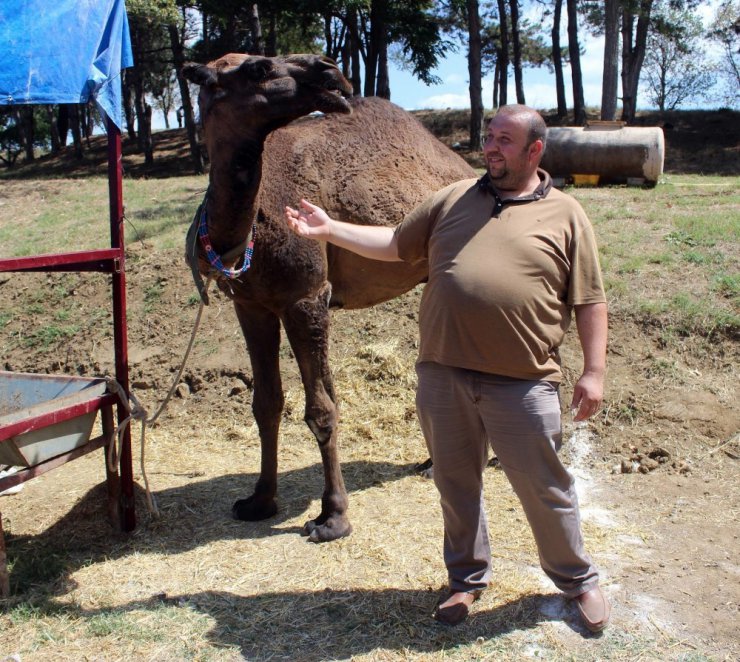 Otomobil fiyatına kurbanlık deve