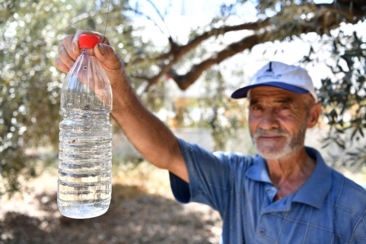 50 bin zeytin ağacı kurtuldu