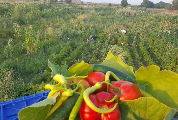 Kayseri Şeker’den çalışanlarına hobi bahçesi