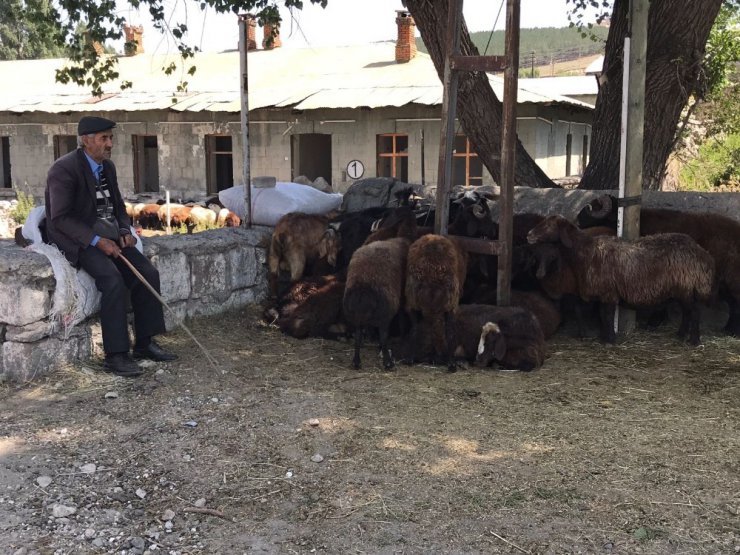 Sarıkamış’ta Hayvan Pazarı’nda durgunluk yaşanıyor