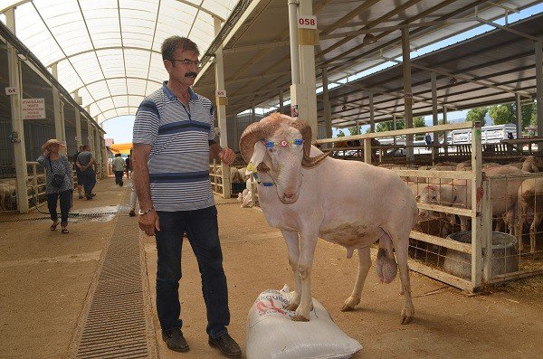 157 kiloluk ‘Sırat’ pazarın ağası oldu