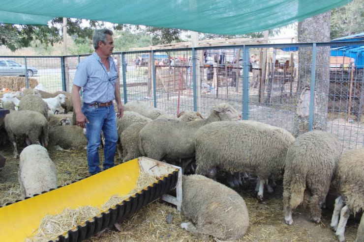 3 kurbanlığa 1 oğlak bedava