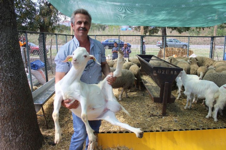 3 kurbanlığa 1 oğlak bedava