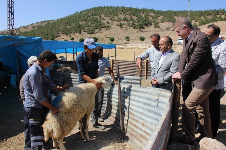 Vali Gül, kurban pazarını gezdi