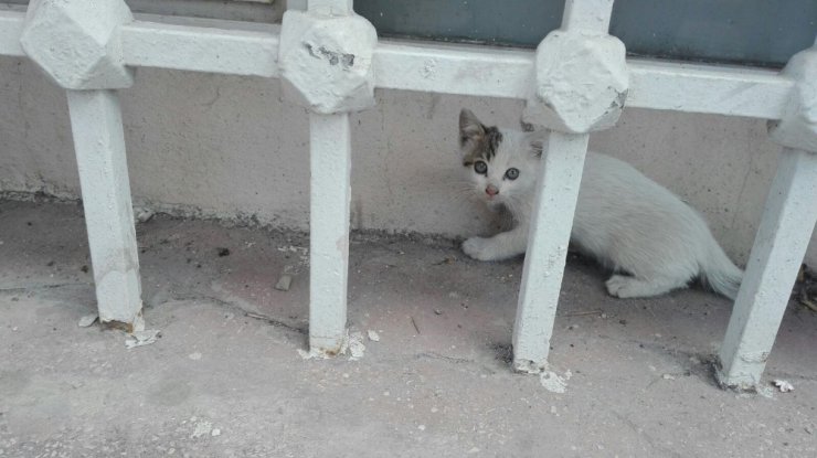 Bak şu yavru kedinin yaptığına