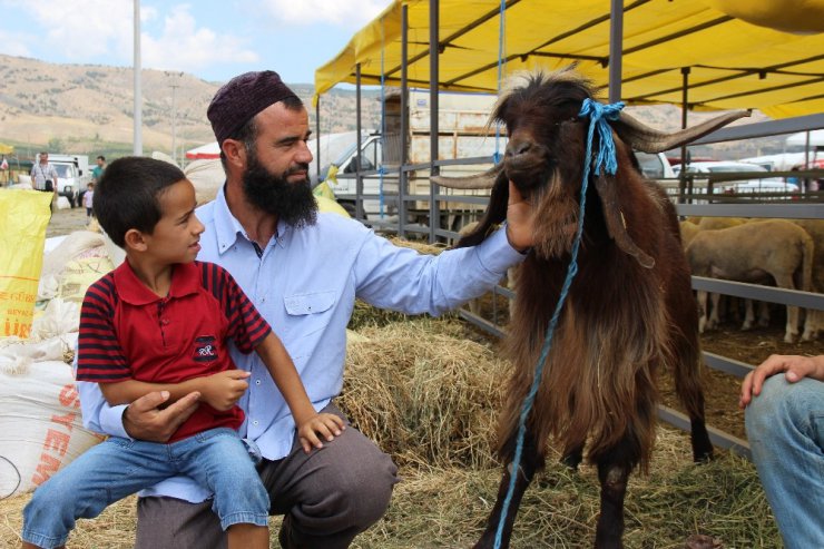 ’Koca Reis’ ve ’Kınalı Baba’ kendilerini satın alacak babayiğitleri bekliyor