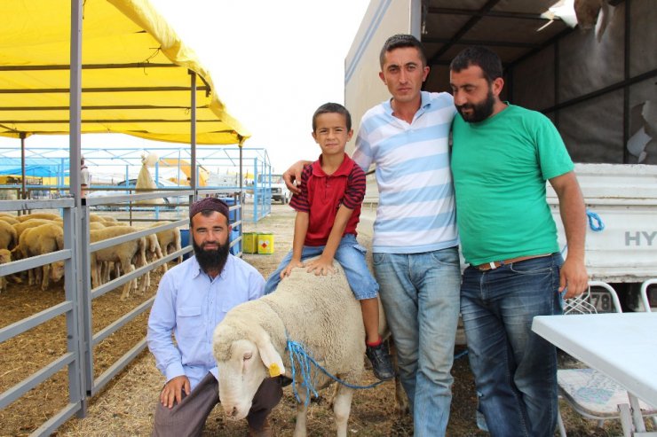 ’Koca Reis’ ve ’Kınalı Baba’ kendilerini satın alacak babayiğitleri bekliyor