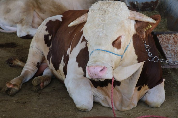 Malatya Kurban Pazarı’nda ilginç promosyon