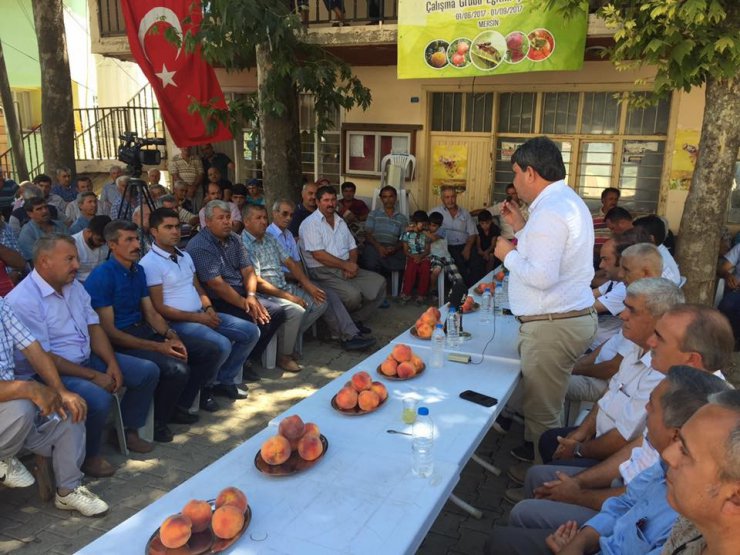 Akdeniz Meyve Sineği ile mücadelede tuzak dönemi başlıyor