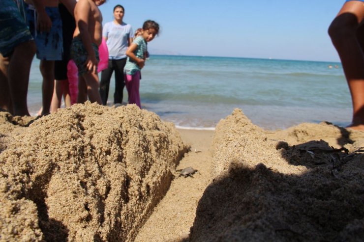 Kuşadası’nda yavru caretta carettaların denizle buluşması tamamlandı