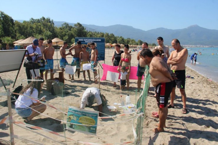 Kuşadası’nda yavru caretta carettaların denizle buluşması tamamlandı