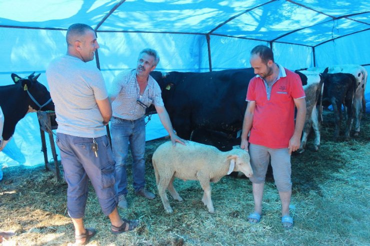 Kurbanlıklar bitsin diye başlatmadığı kampanya kalmadı