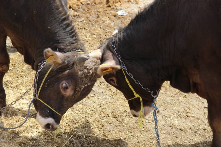 Yozgat’ta kurban pazarında hareketlilik yaşanıyor