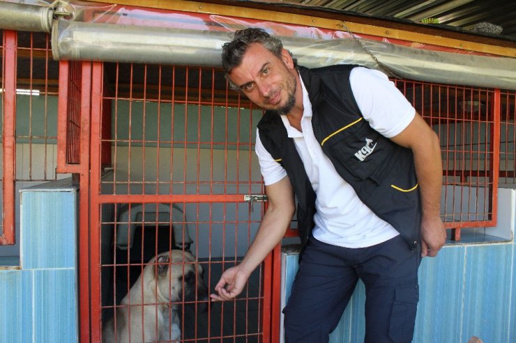 Bayram tatilinde köpek pansiyonları doldu