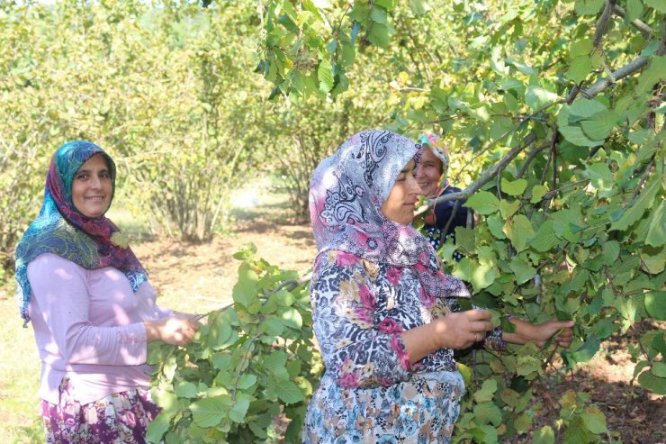 Ege türküleri ile fındık hasadı