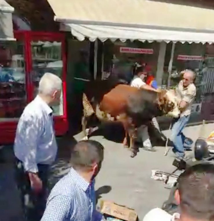 Sahibinden kaçan kurbanlık tosun tatlıcı dükkanına daldı