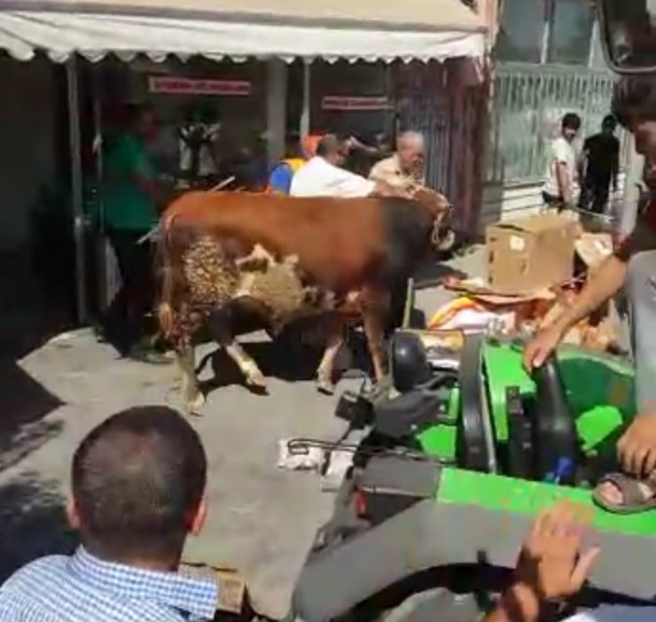 Sahibinden kaçan kurbanlık tosun tatlıcı dükkanına daldı