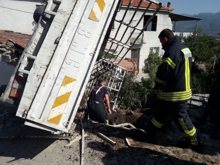 Hayvan yüklü kamyonet devrildi, 3 hayvan telef oldu