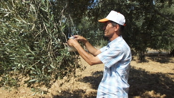 Burhaniye’de zeytin sineği sayımına başlandı