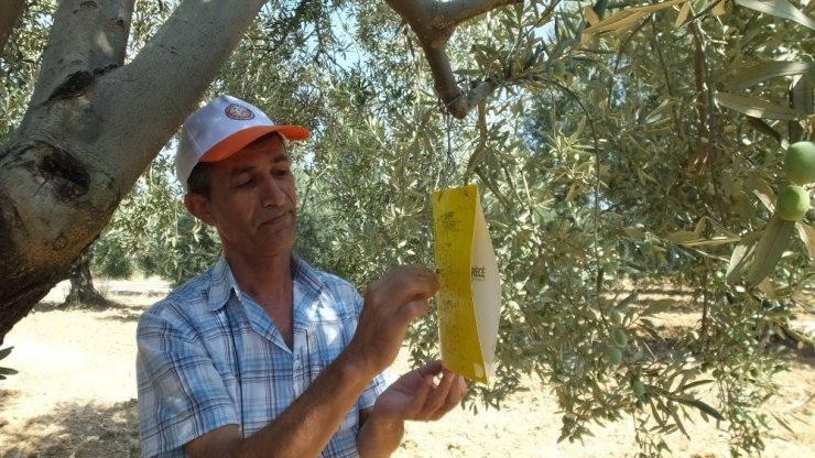 Burhaniye’de zeytin sineği sayımına başlandı