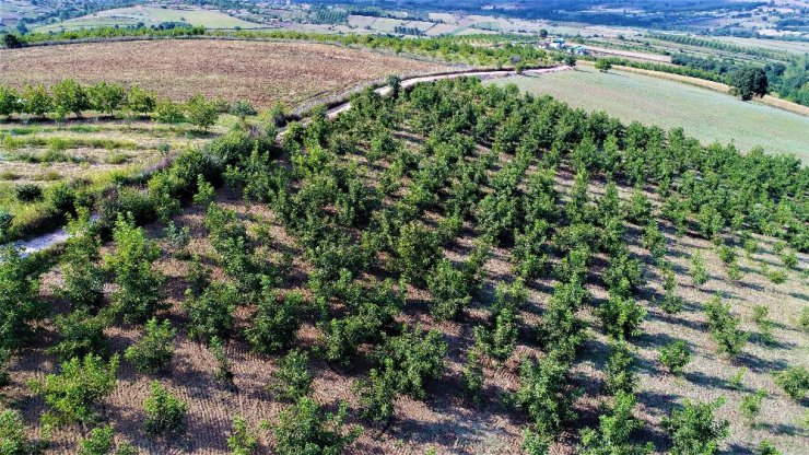 Geleceğin en güzel yatırımı ’ceviz’