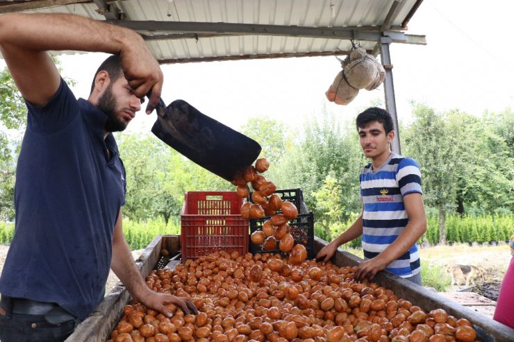 Geleceğin en güzel yatırımı ’ceviz’