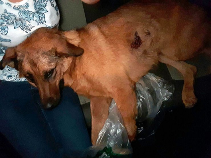 Antalya’da sokak köpeğine kurşun yağmuru