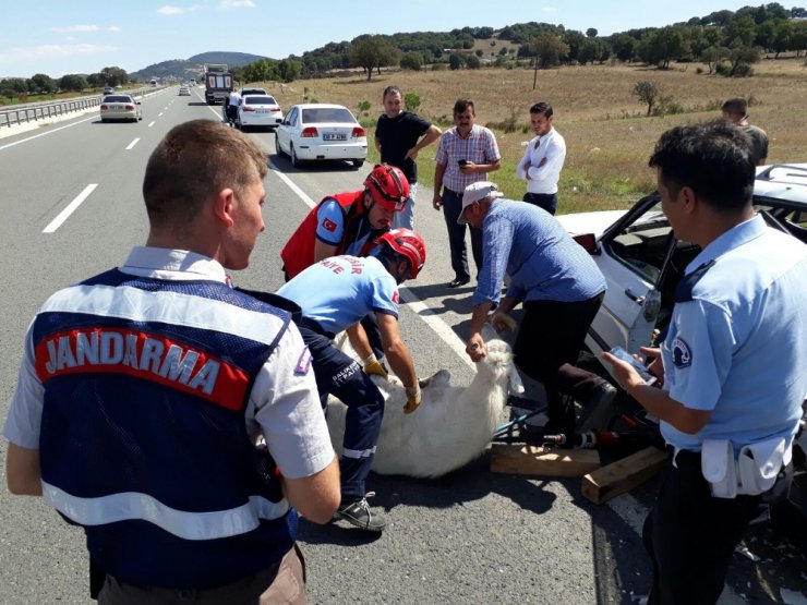 Yok böyle bir kaza...Kazada sıkışan keçiyi itfaiye kurtardı