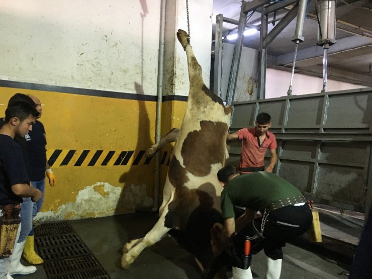 Bayrampaşa’da Monoray sistemle kurban kesim tatbikatı gerçekleştirdi