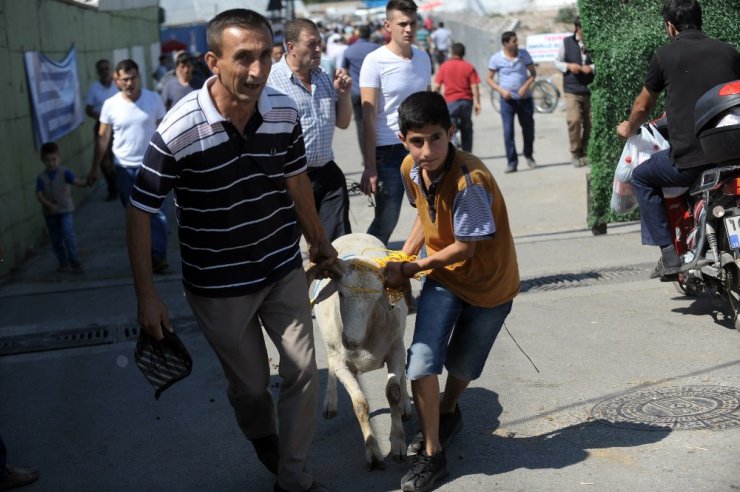 Kaçan boğa kısa sürede yakalandı