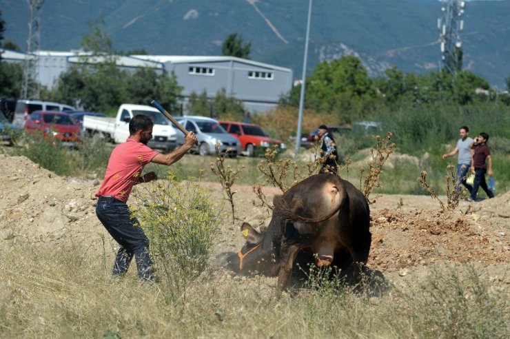 Kaçan boğa kısa sürede yakalandı