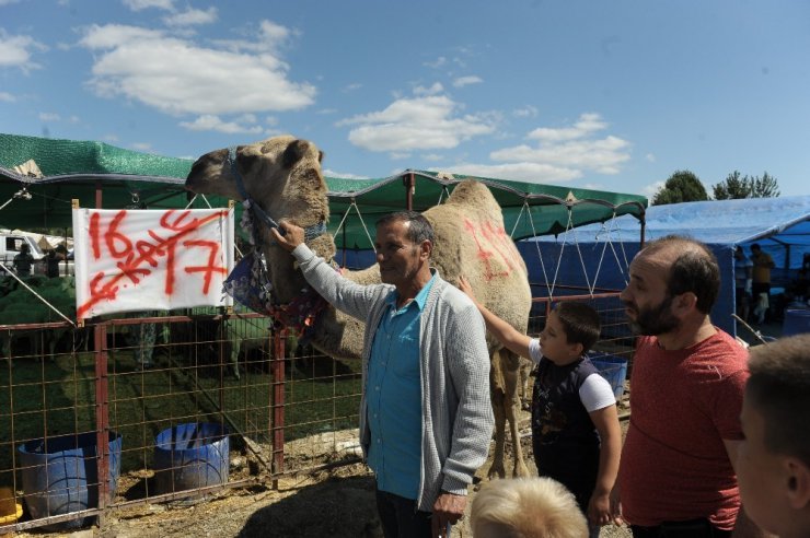 700 kiloluk kurbanlık deve alıcısını bekliyor