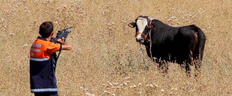 Erzurum’da kaçan kurbanlık dana 1 çocuğu hastanelik etti