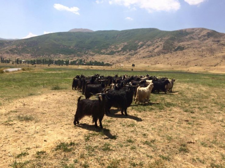 Güroymak’ta canlı kurban yardımı yapıldı