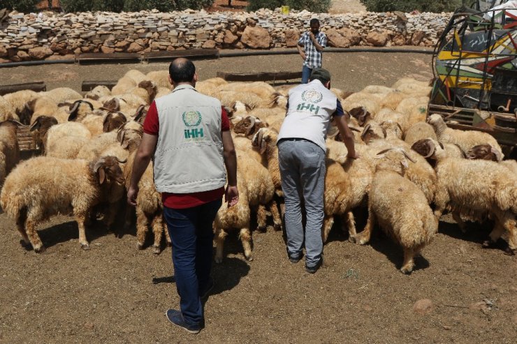 İHH Suriye’de kurbanlık alımlarını tamamladı