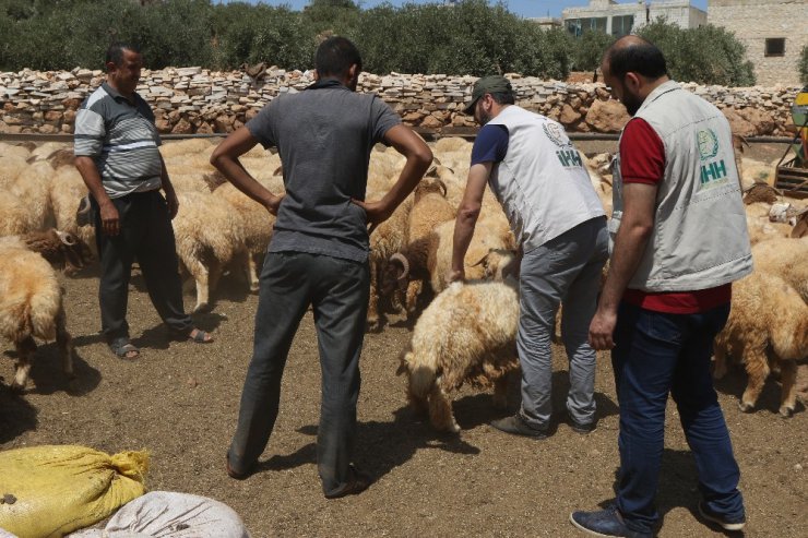 İHH Suriye’de kurbanlık alımlarını tamamladı