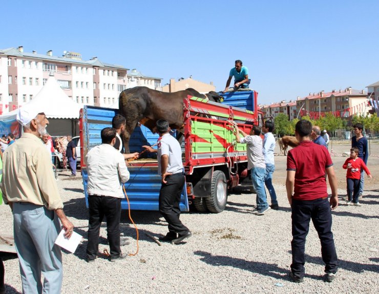 Erzurum’da ‘Angus’ cinsi kurbanlık güçlükle kesilebildi