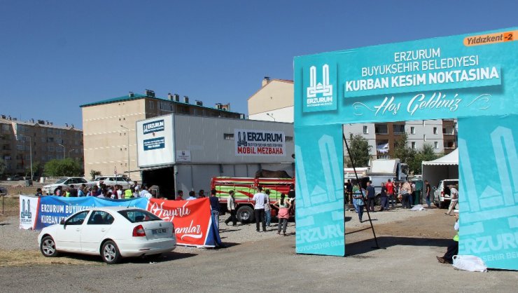 Erzurum’da ‘Angus’ cinsi kurbanlık güçlükle kesilebildi