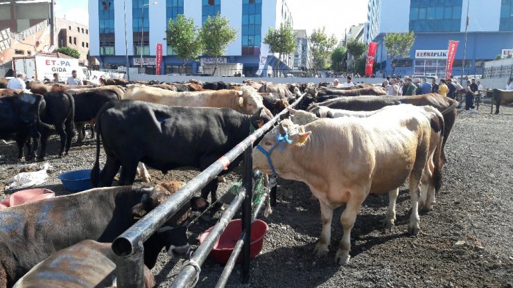 Güngörenli vatandaşlar kurbanlıklarını belediyenin tesisinde kesti