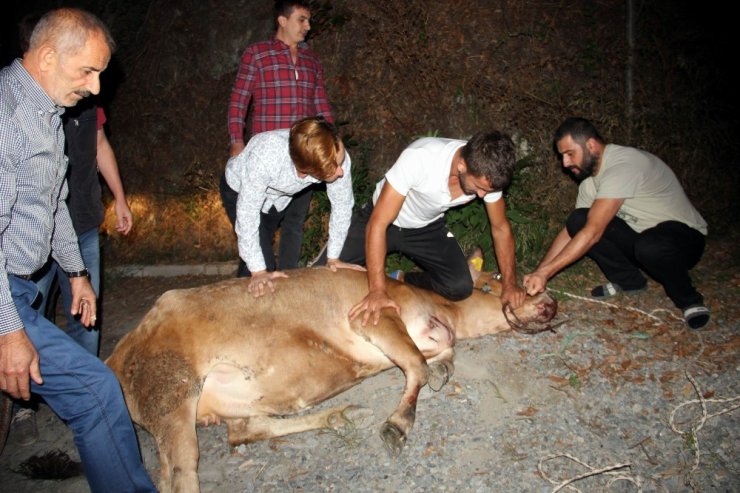 Firari kurbanlığı yakalamak için 6 saat ter döktüler