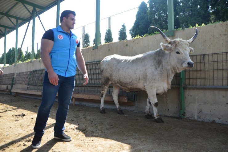 Dünya Şampiyonu Kayaalp ve Bosna Büyükelçisi muhtaçlara kurban eti dağıttı