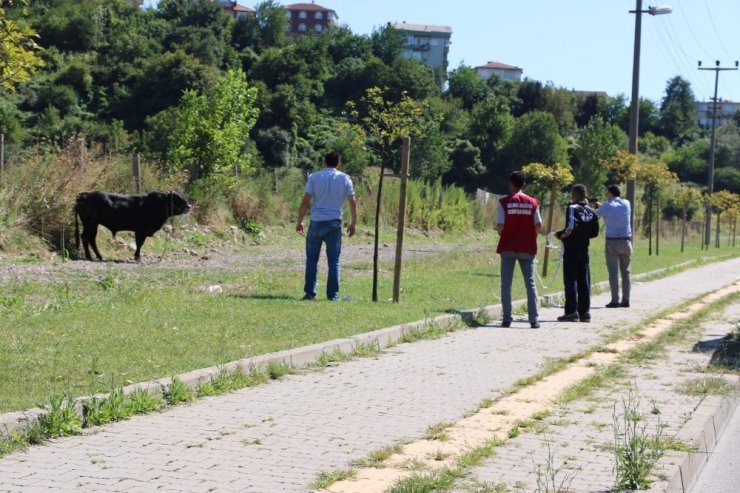 Kaçan boğa ortalığı birbirine kattı