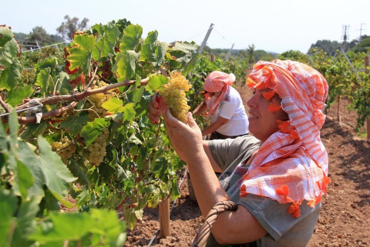 Buca’da Bağ Bozumu Şenliği 10 Eylül’de