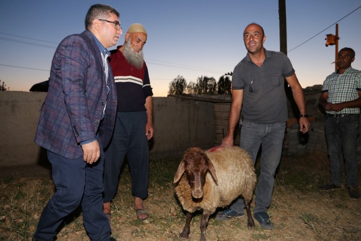 Kaymakam Çetin, kurban kesemeyen vatandaşlara kurbanlık koyun dağıttı