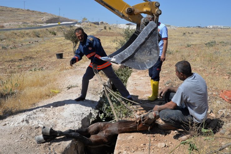 Midyat’ta çukura giren atı itfaiye ekipleri kurtardı