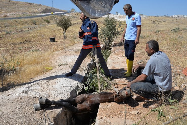 Midyat’ta çukura giren atı itfaiye ekipleri kurtardı