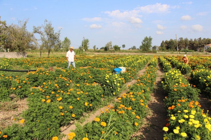 Bafra Ovası çiçek yatırımcısını bekliyor