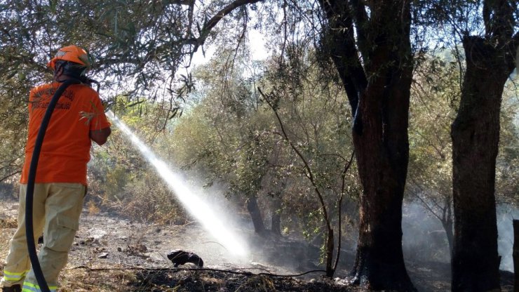 Manavgat’ta orman yangını