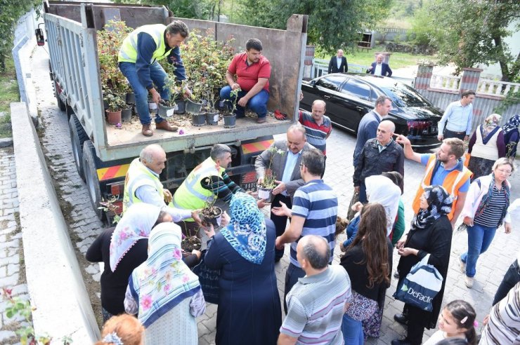 Kastamonu Belediyesi, 3 bin 500 gül fidesi dağıttı